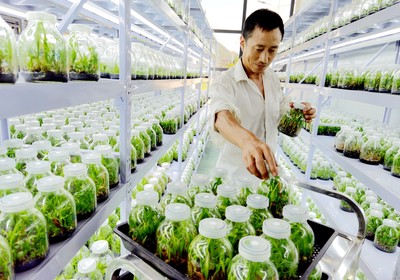 房縣擦亮“藥庫”品牌 藥材種植技術開發引領產業升級