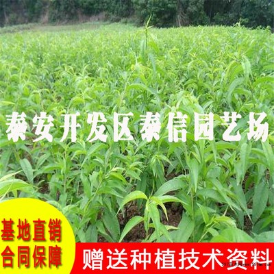 中油蟠4號桃苗價格及種植技術(shù)詳解