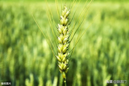 小麥種苗培育技術(shù)現(xiàn)狀與發(fā)展趨勢分析