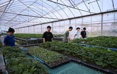 七彩思政大課 青春挺膺擔當——礦大暑期社會實踐簡報（四）種植技術(shù)開發(fā)