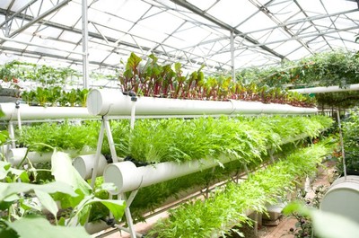 南寧市泰寧伶俐農(nóng)民專業(yè)合作社 創(chuàng)新種植技術(shù)開發(fā)，助推農(nóng)業(yè)現(xiàn)代化