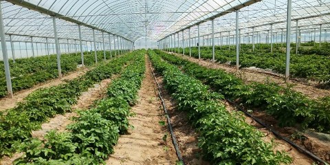 領跑致富路 常開文明花——濰坊濱海經(jīng)濟技術(shù)開發(fā)區(qū)大家洼街道孟家莊子村種植技術(shù)開發(fā)紀實