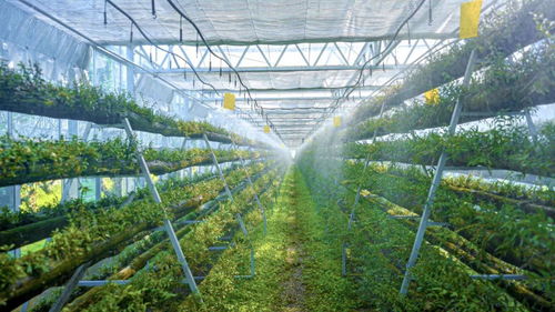 科技賦能，智慧引領 樂清市以“機器換人”驅(qū)動現(xiàn)代農(nóng)業(yè)高質(zhì)量發(fā)展，喜獲省級種植技術(shù)開發(fā)榮譽