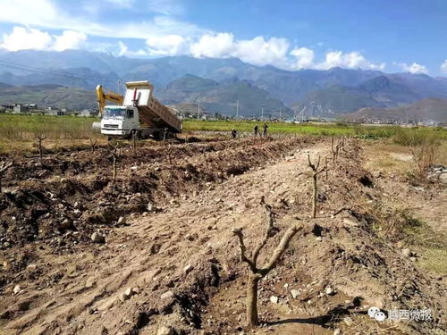 縣商務投促局引領棗樹種植技術(shù)革新與產(chǎn)業(yè)升級試點