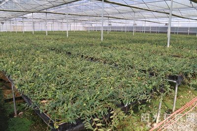 鐵皮石斛種植基地喜獲農(nóng)業(yè)科技成果轉(zhuǎn)化資金扶持，技術(shù)創(chuàng)新迎來新機遇