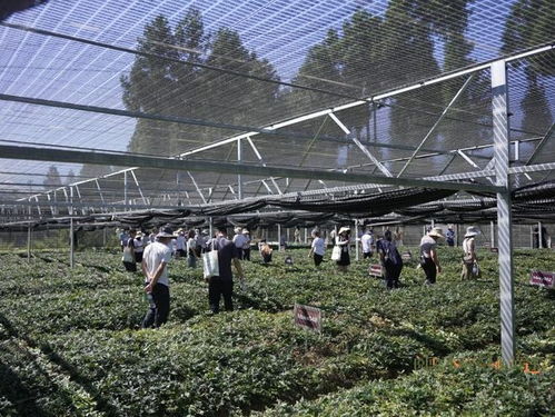 國藥太極賦能黃連產(chǎn)業(yè) 科技創(chuàng)新引領種植技術(shù)突破與高質(zhì)量發(fā)展