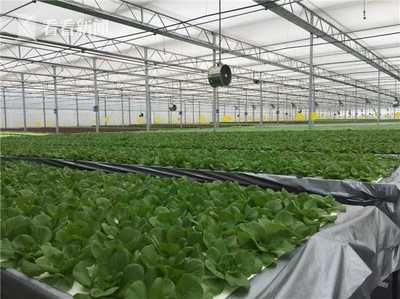 無土栽培新紀元 上海建成最大單體植物工廠，技術驅動產量躍升