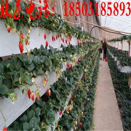 牛奶草莓立體種植架 金華新型無土栽培技術的創新與實踐
